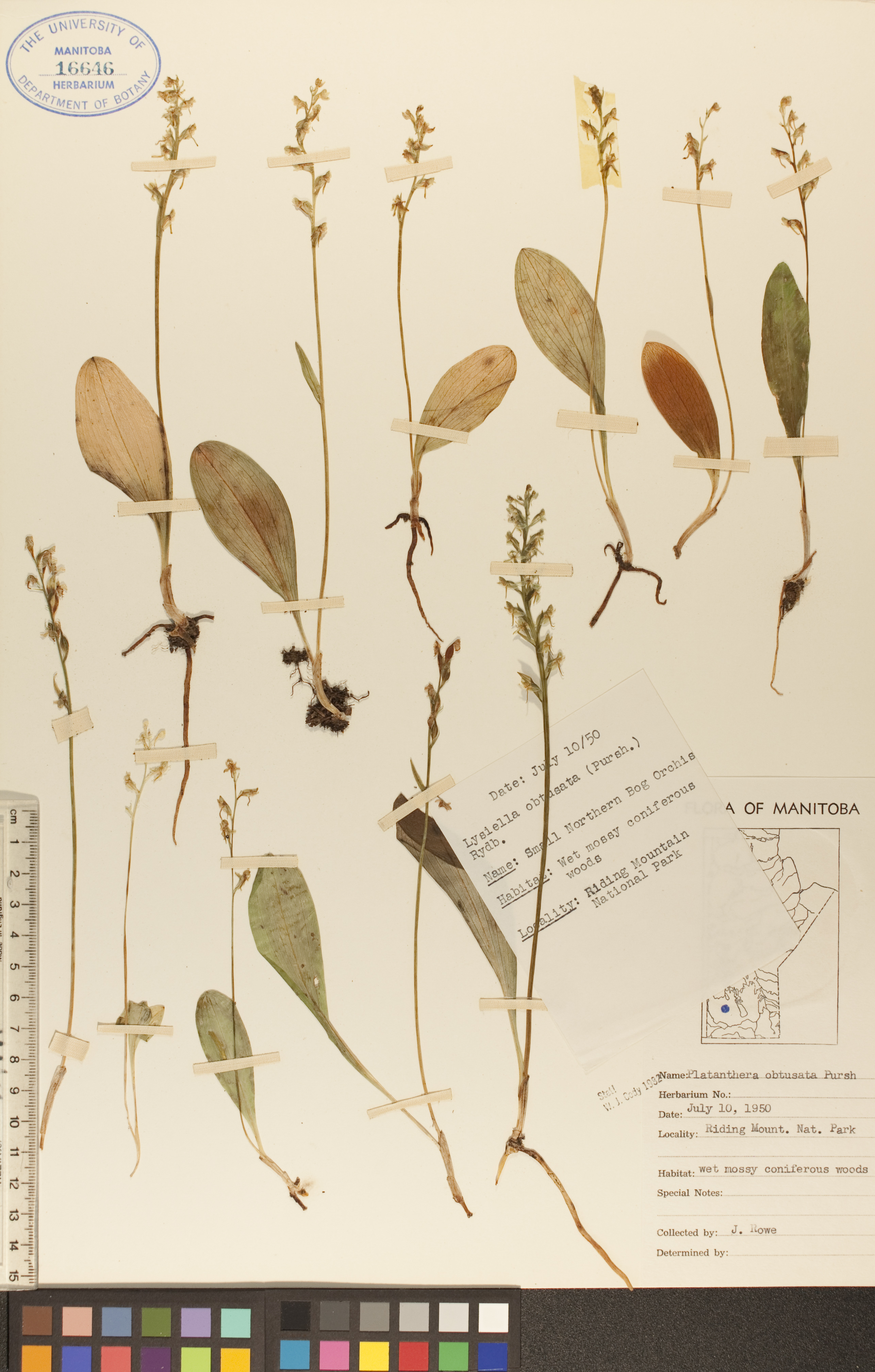 Platanthera obtusata image